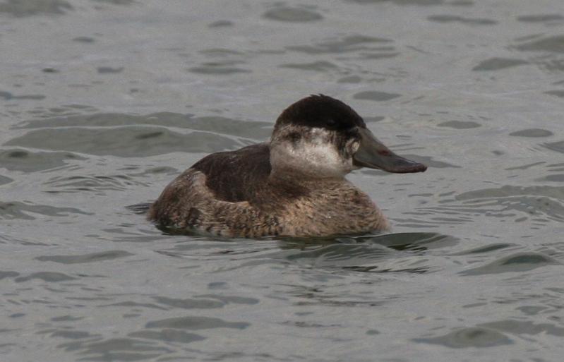 Ruddy Duck 011709 072.jpg